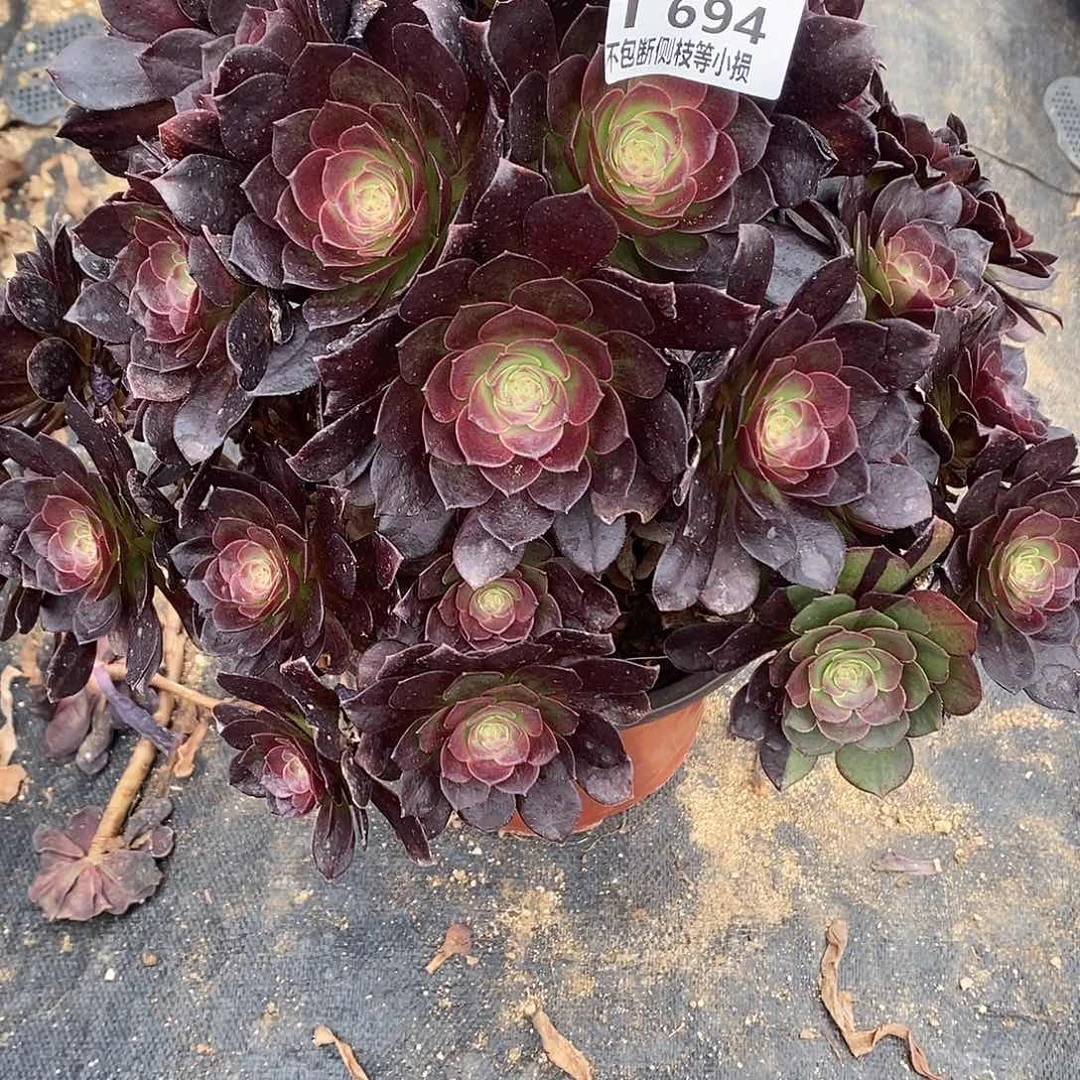 如****?694赤焰莲花脸朵朵多肉