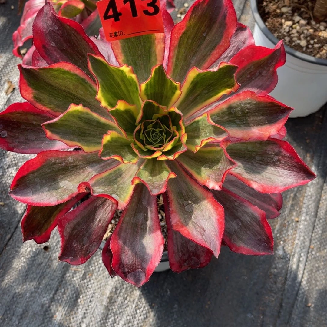 413多肉法师魅影