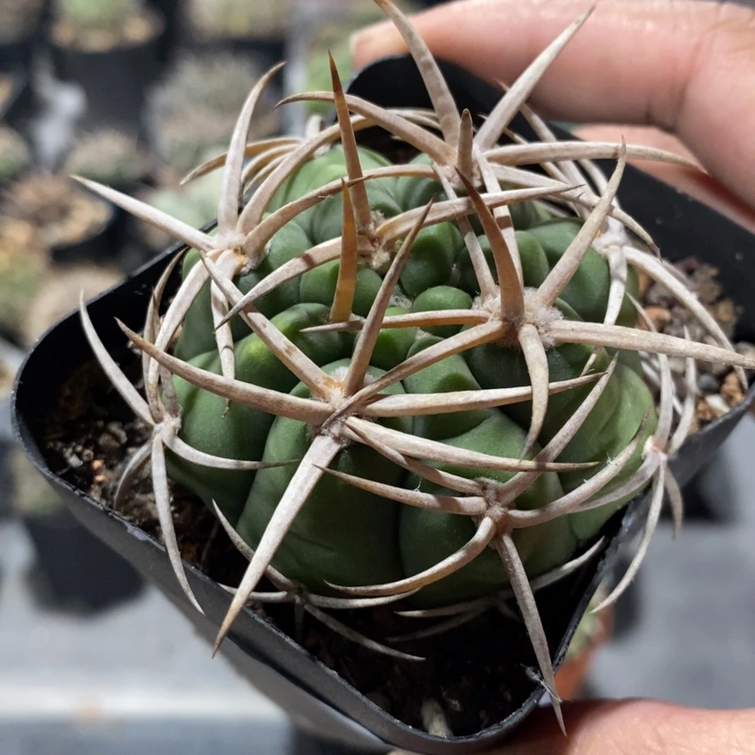 植播园艺23豪刺碧岩玉