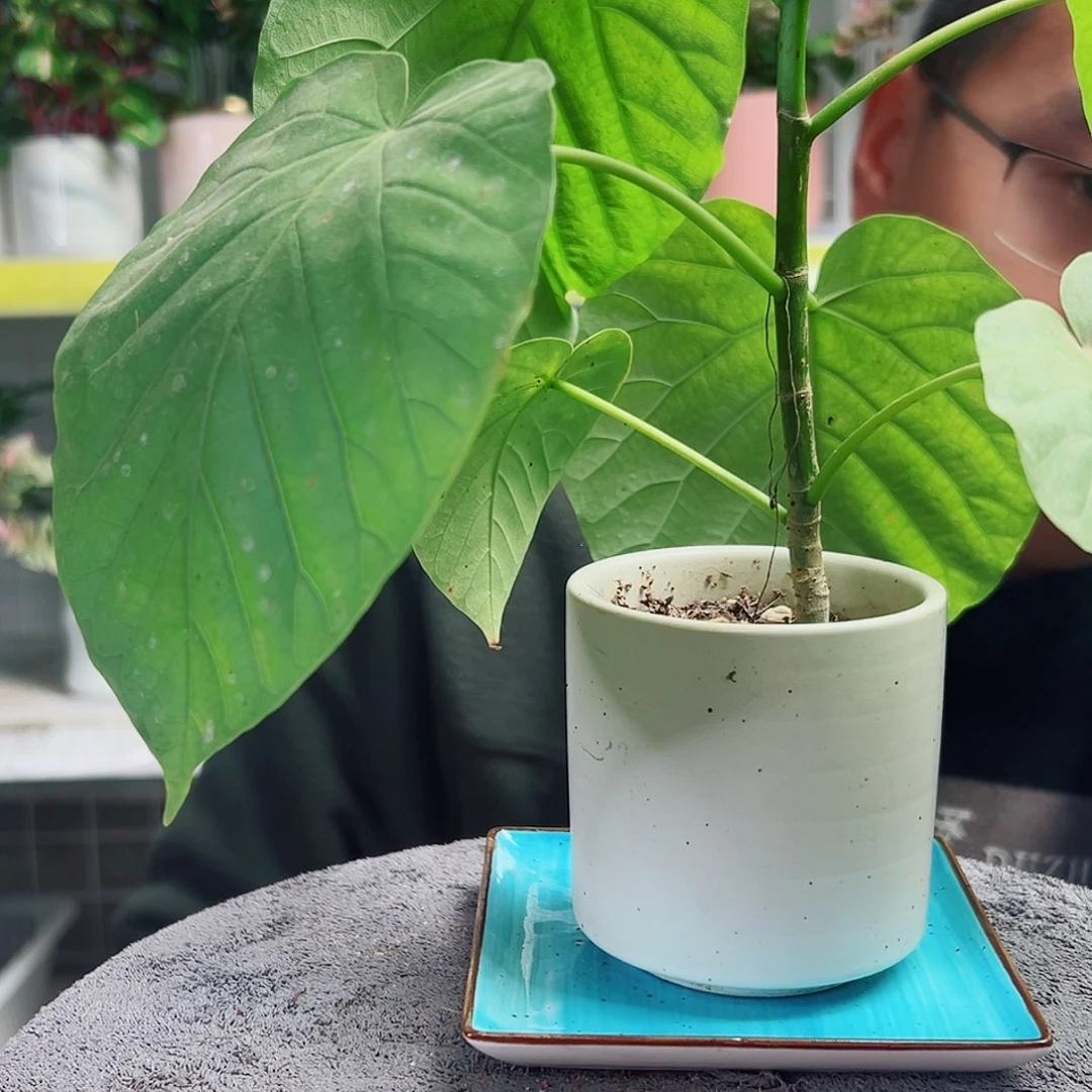 多***少无花朵54