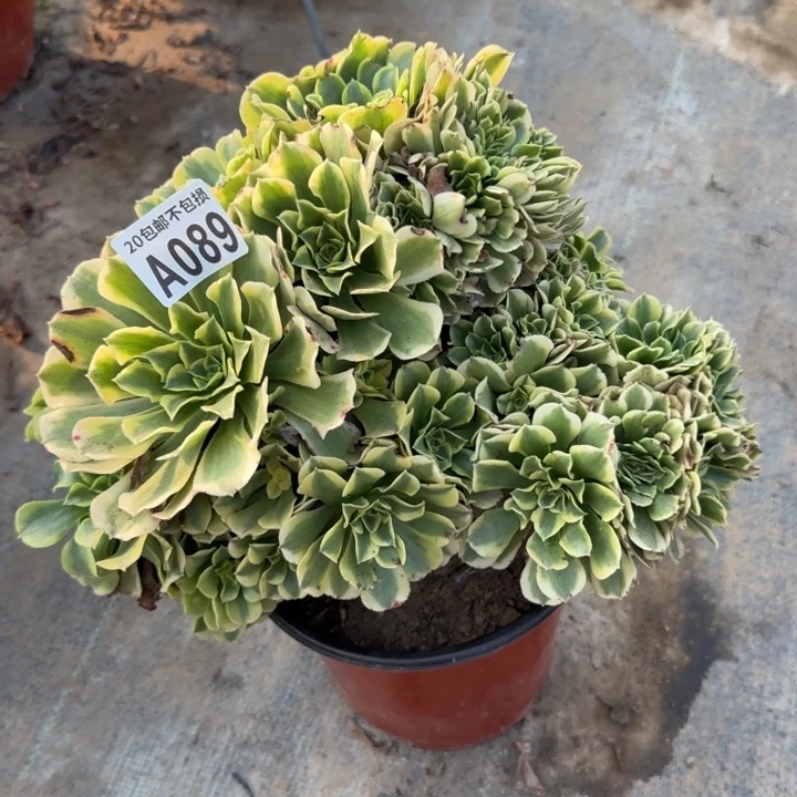 绿豆缀……多肉植物……