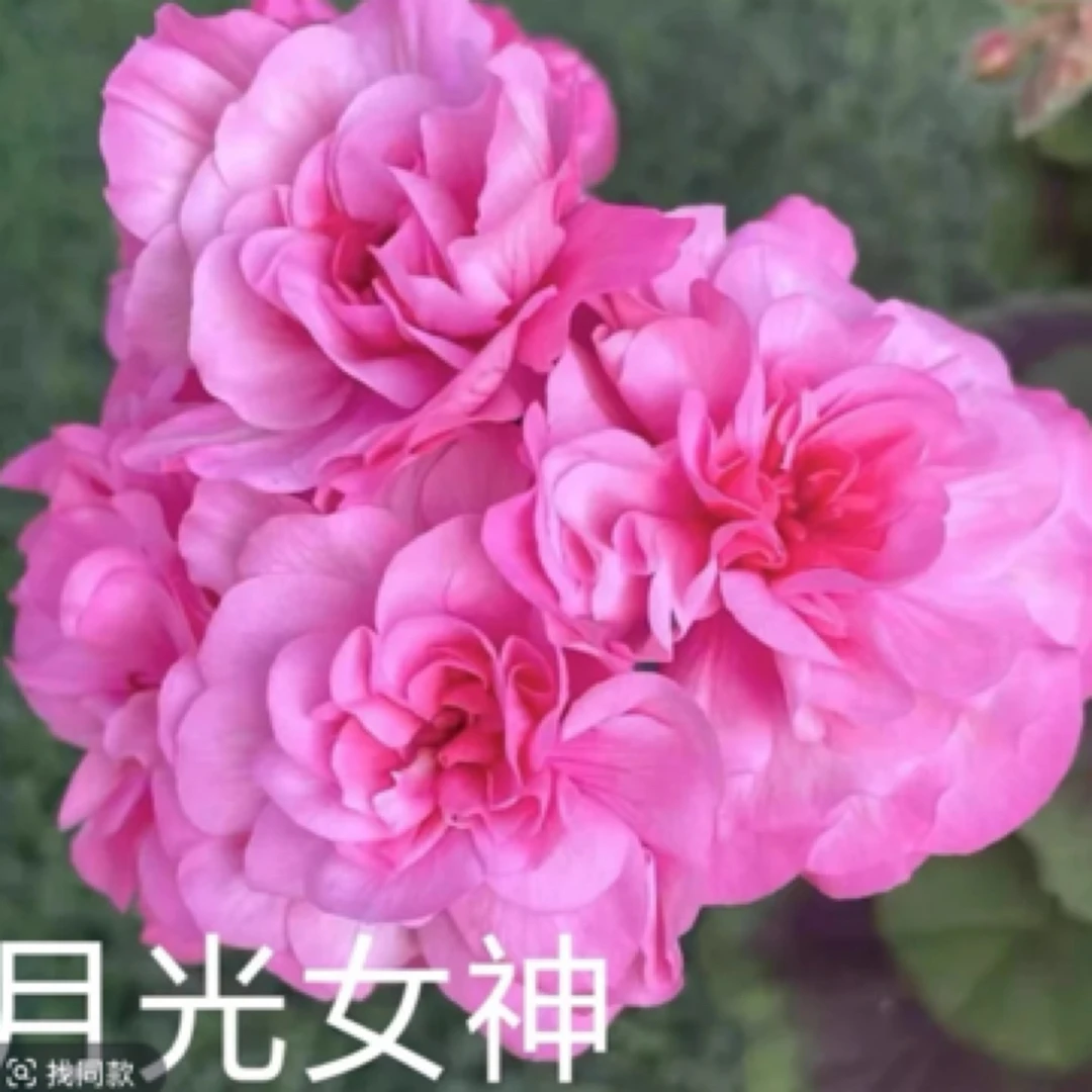 【月光女神】大花品种中苗带花苞包对版