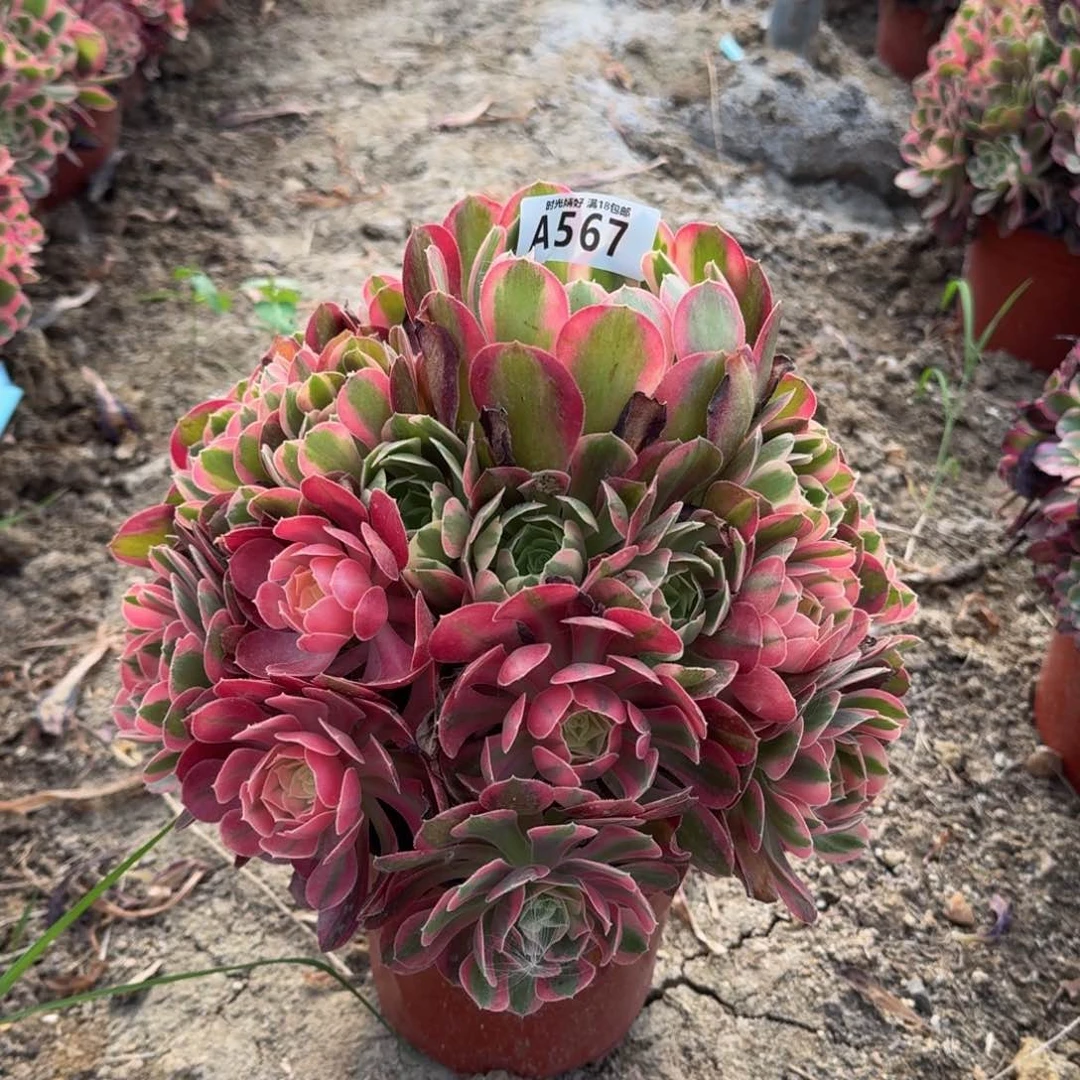 冰*?567妖月多肉植物