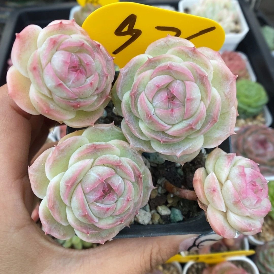 白芷珍妮群生976号