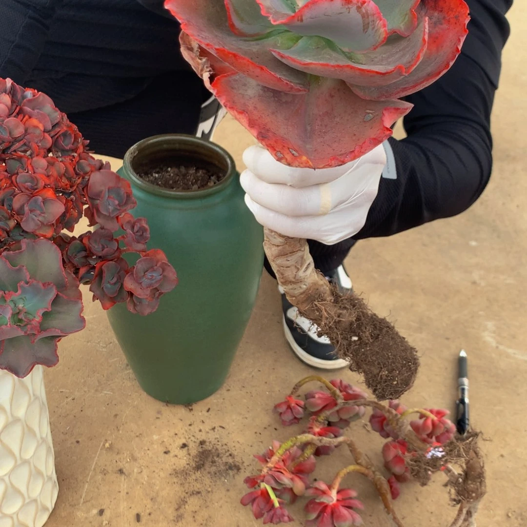 南*?蓝色妖姬111111111112