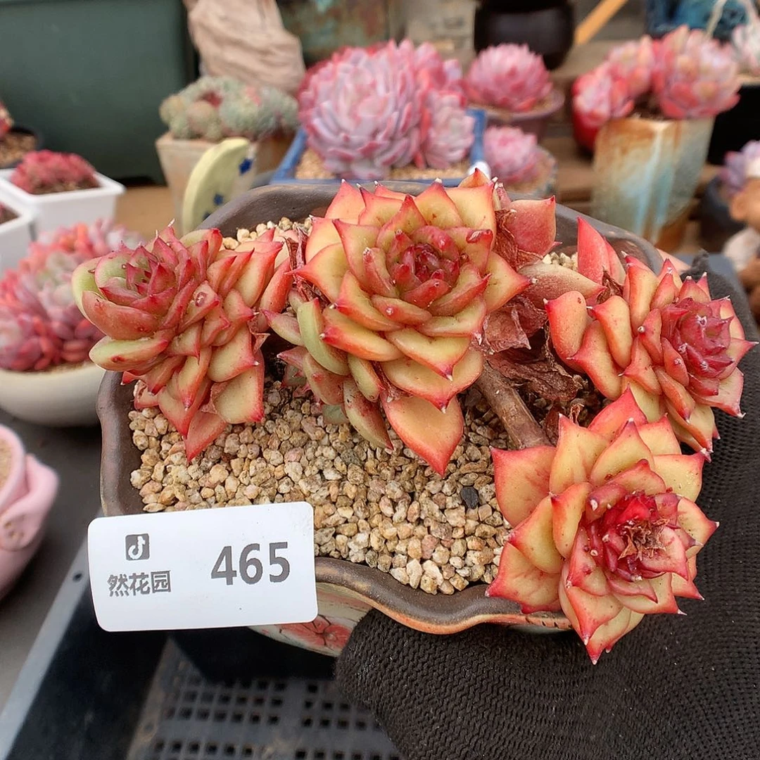 465林肯玛丽亚多肉植物
