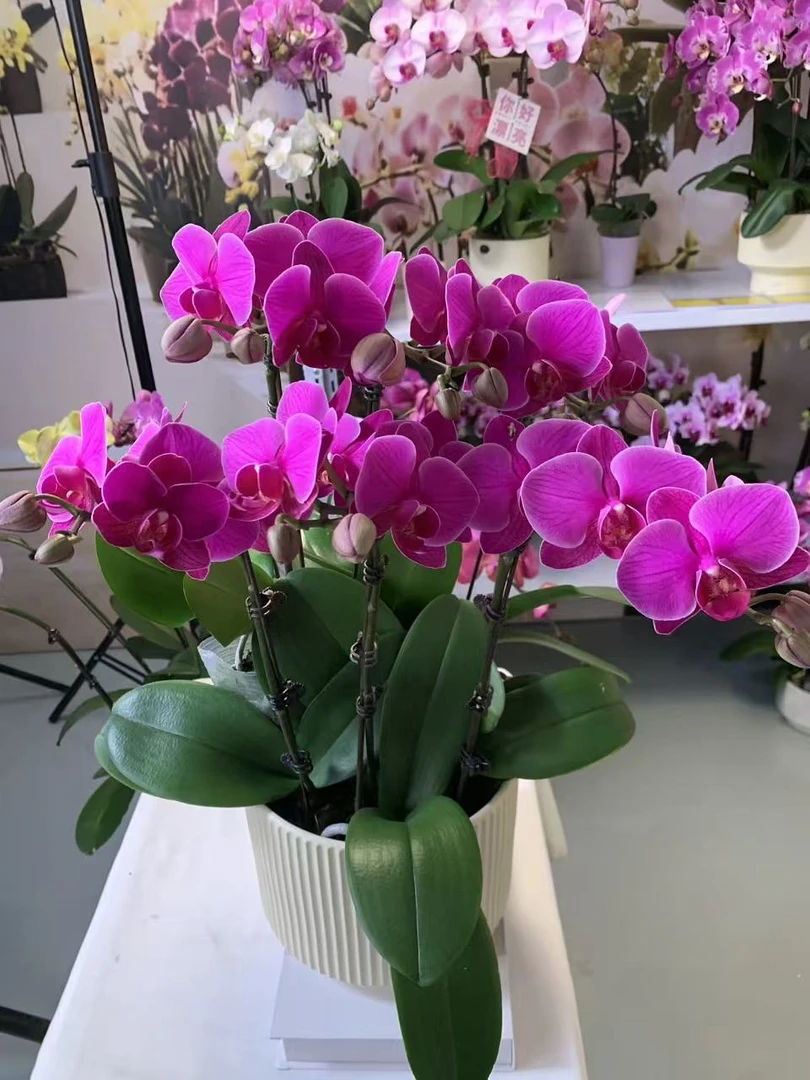 【福星】蝴蝶兰盆栽带花苞花剑大苗客厅室内四季好养活植物花卉