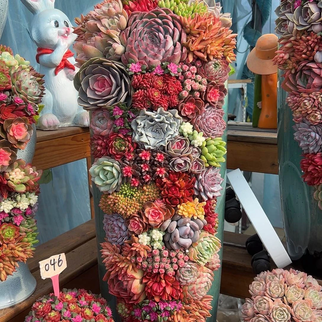 520全家福多肉组合花园