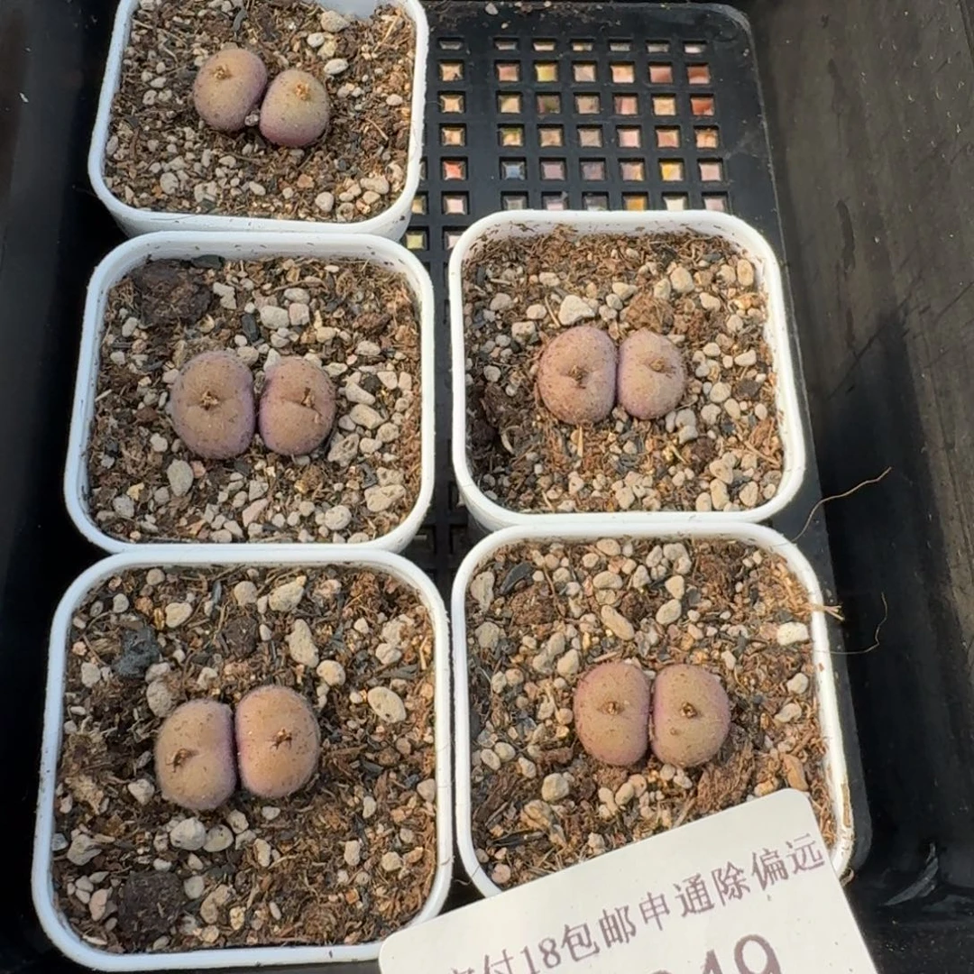 12049-双头D毛福利一颗