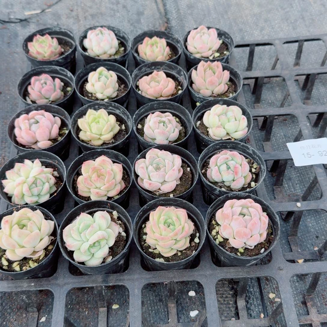 15-92珍妮二十颗量拍