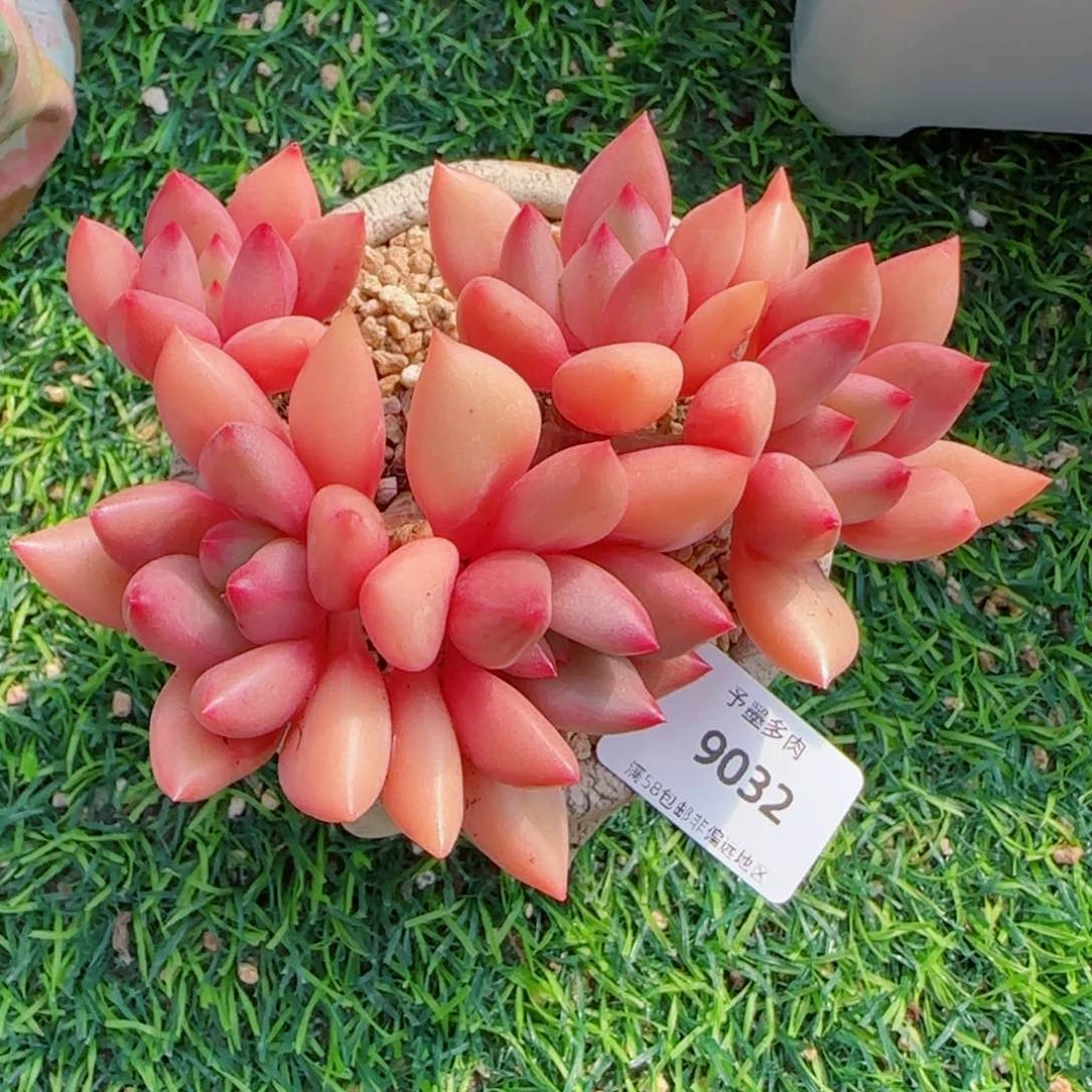 桃花源无砍，9032多肉植物