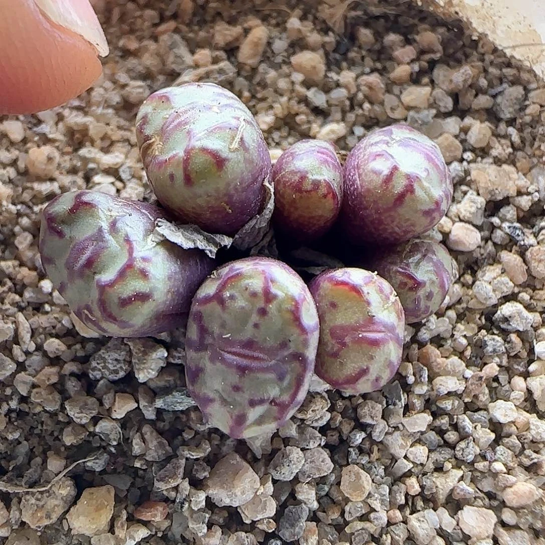 28包邮脱土发货26016