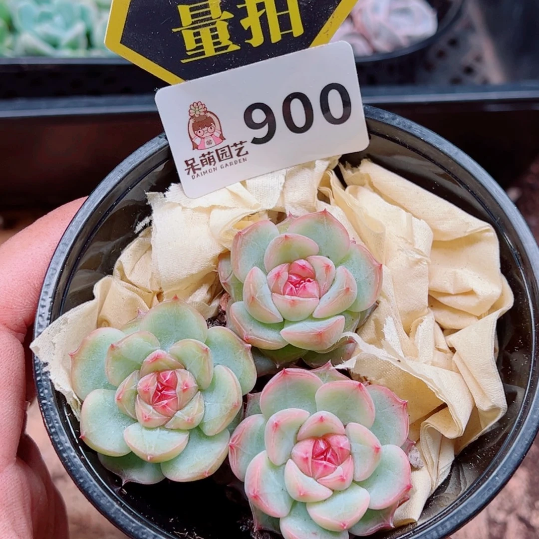 当前无花朵，栽培后可花朵