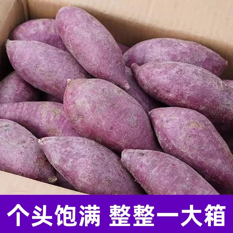 【紫薯一整箱】新鲜沙地紫薯粉糯香甜紫心番薯红薯地瓜粗粮蔬菜整箱