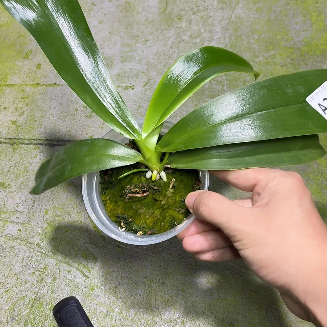 当前无花朵，栽培后可花朵A2245yss1162