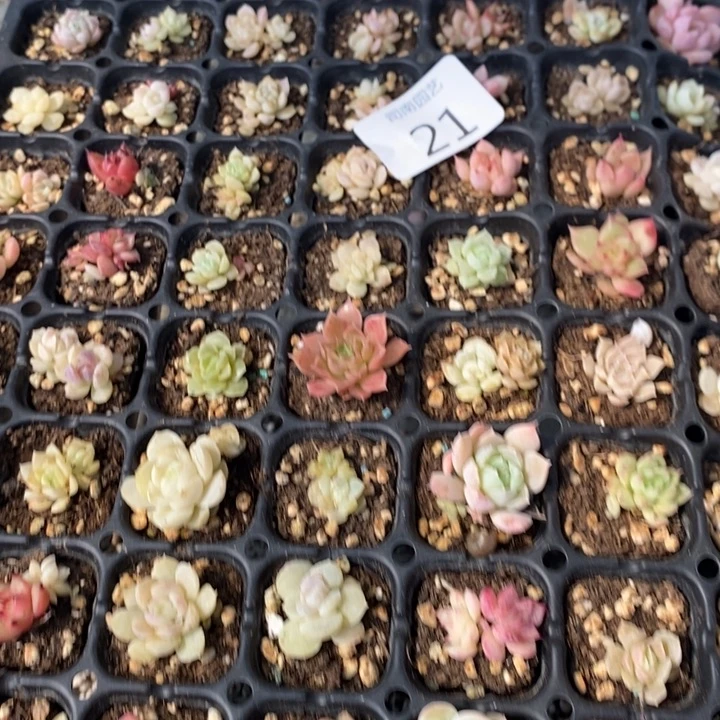 21 多肉植物盆栽植物