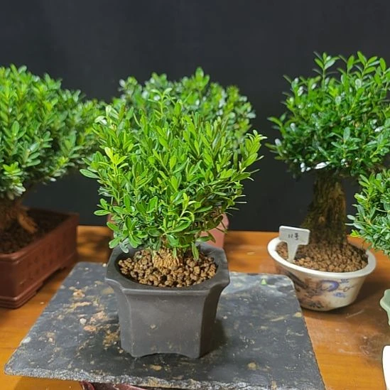 i***_无花朵汀江黄杨盆景一颗包邮