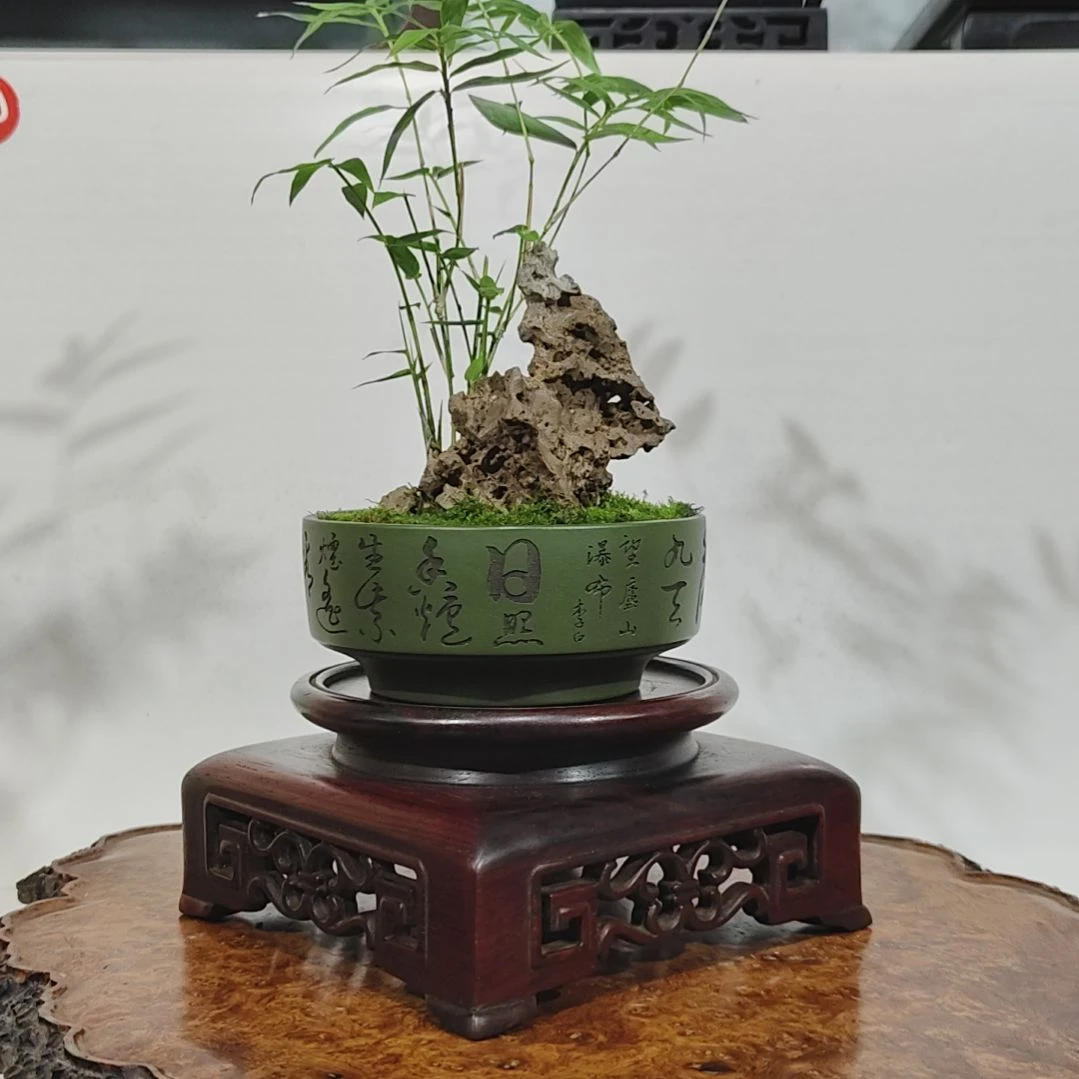 无花朵盆景，凤尾竹，玲珑石