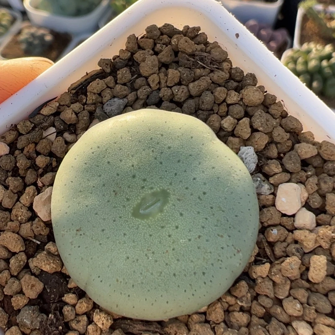 69多肉植物百科植物