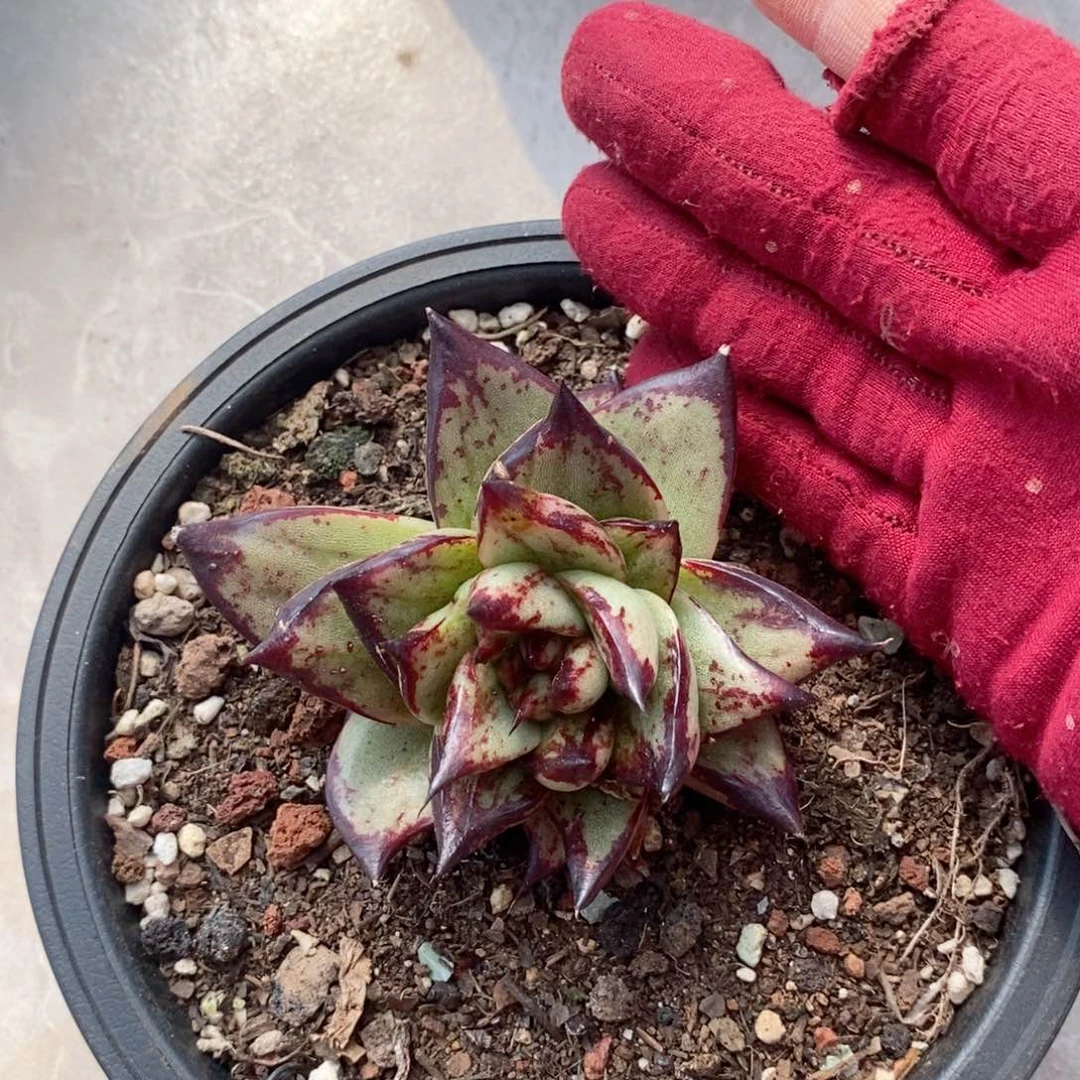 舍*福利特价美乌