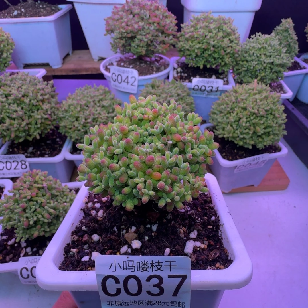 枝干番杏蜜桔糖球037