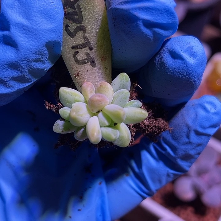 阿蒂斯托锦多肉植物