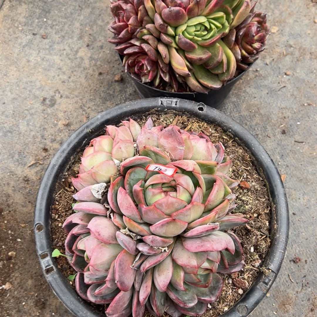 彼***花精品多肉植物老桩