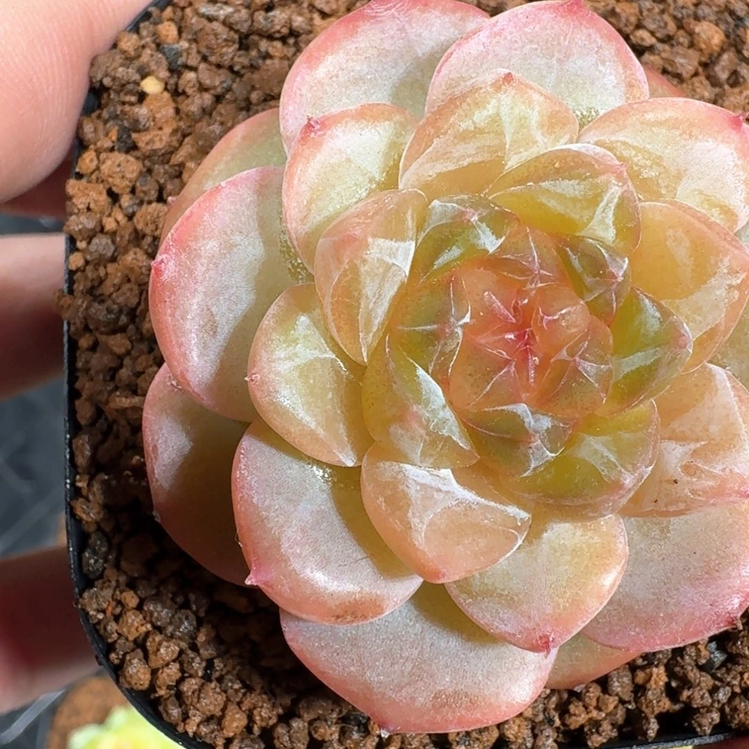 1001-138-呱唧一号