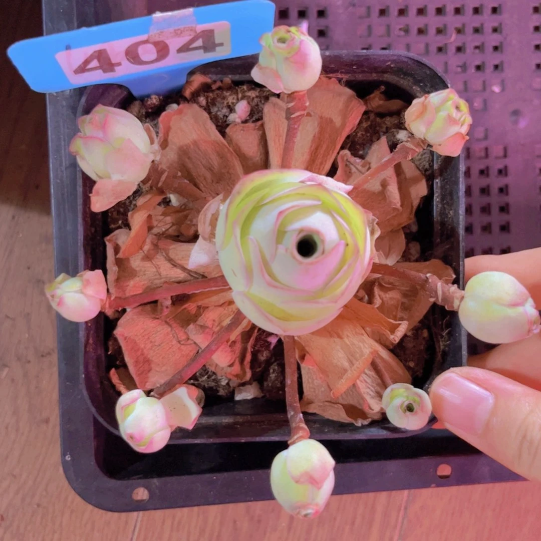 404山地玫瑰粉色