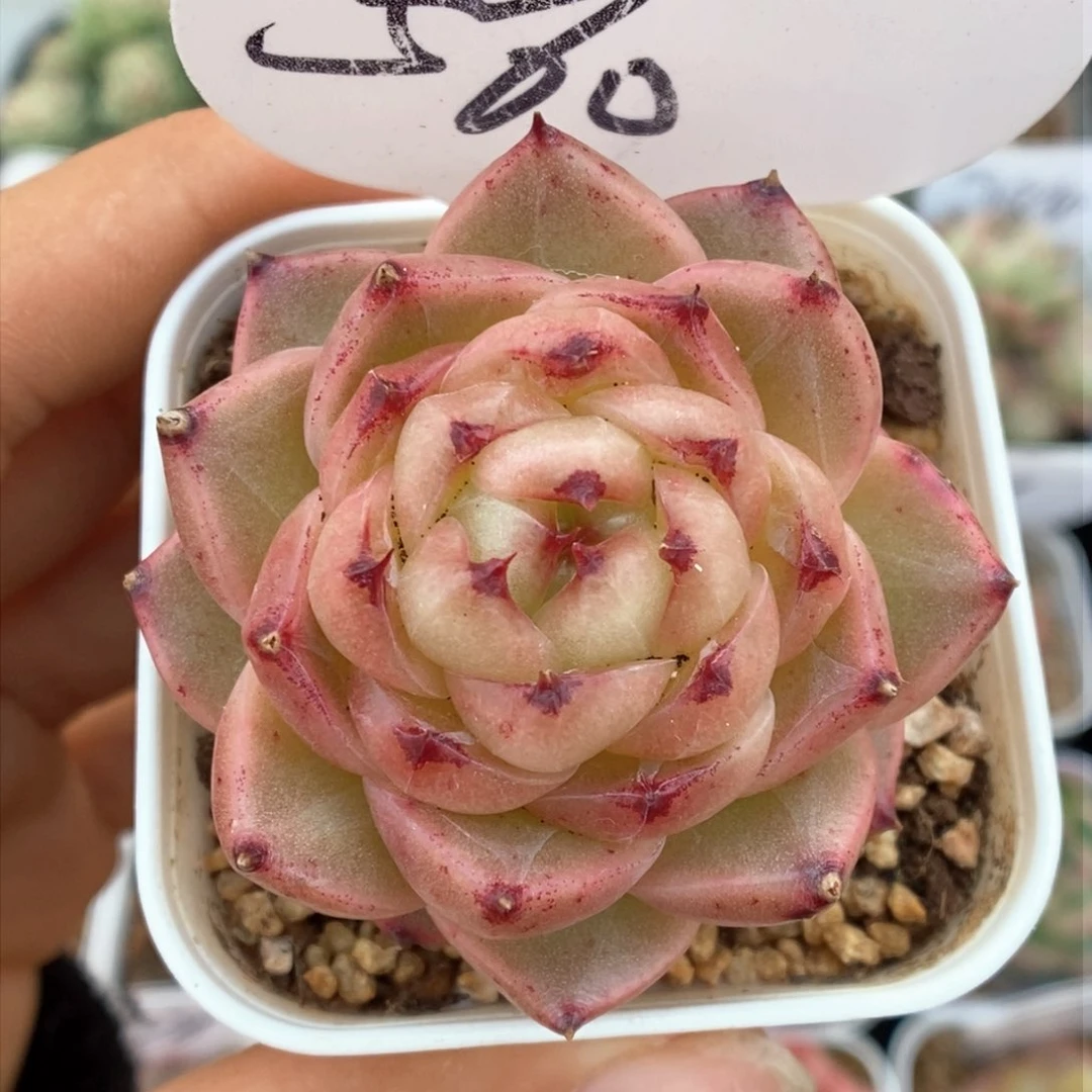 润玉珍妮可拍580号。