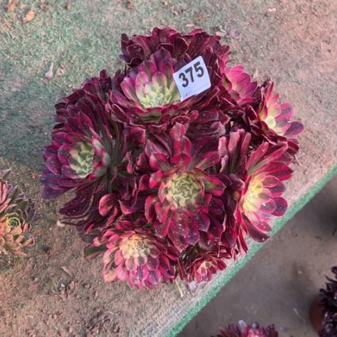 许*张375维纳斯朵朵多肉，
