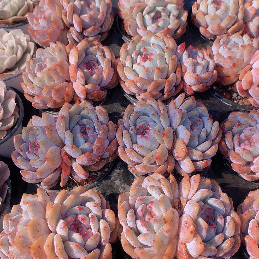 双头天使橙2457899900000