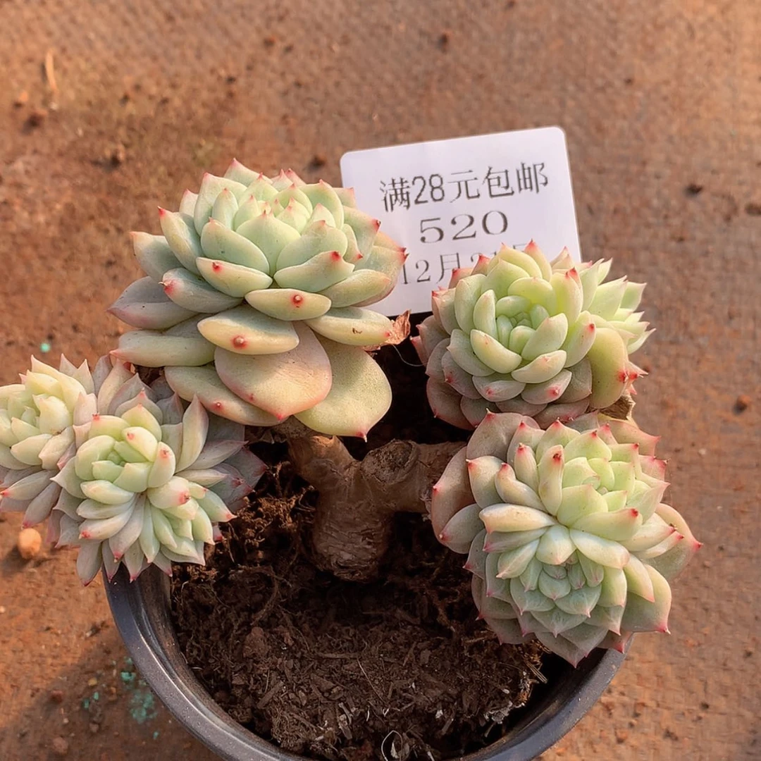 【闪购商品】云520号小树缀