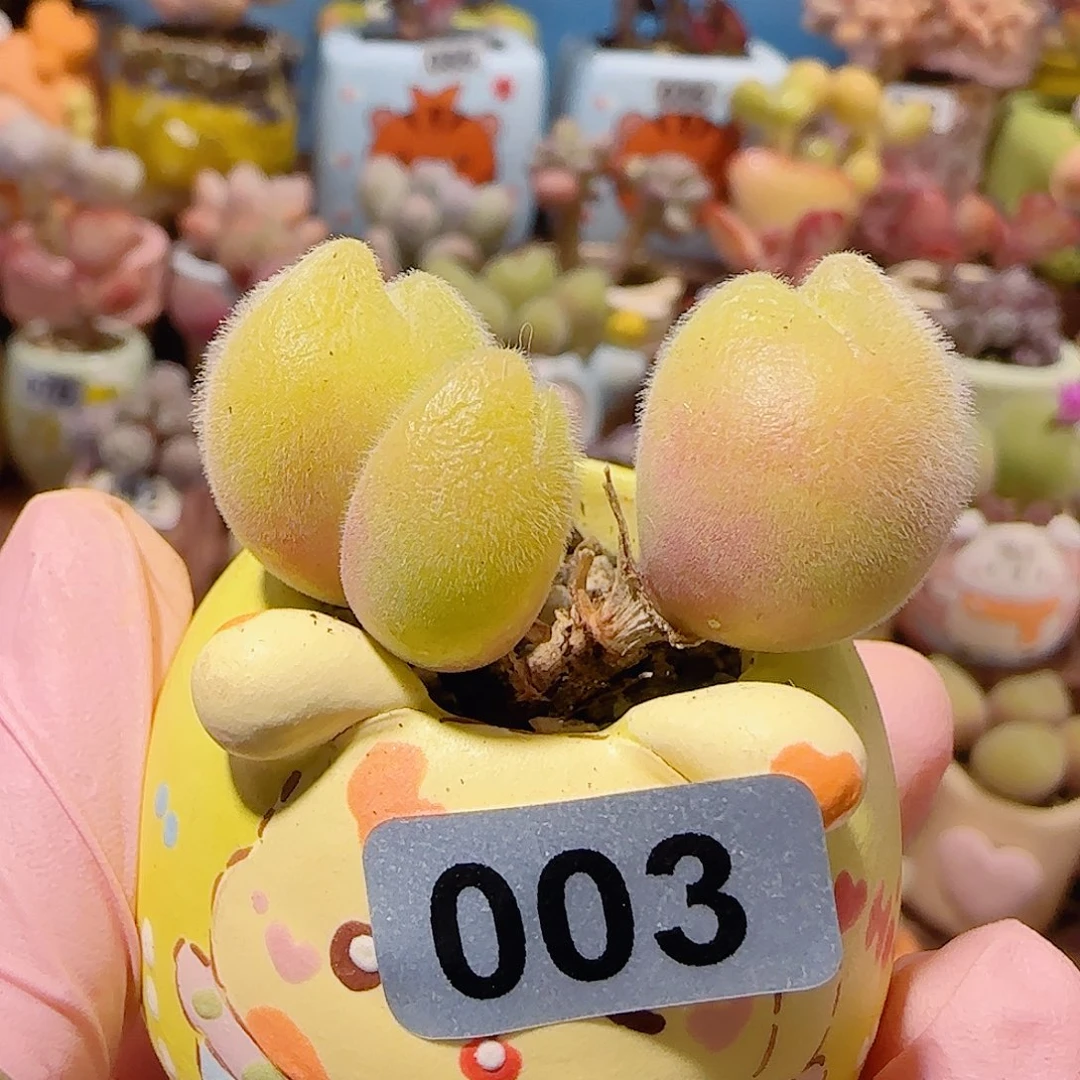 T可爱蟹钳毛翠盆口2.5cm