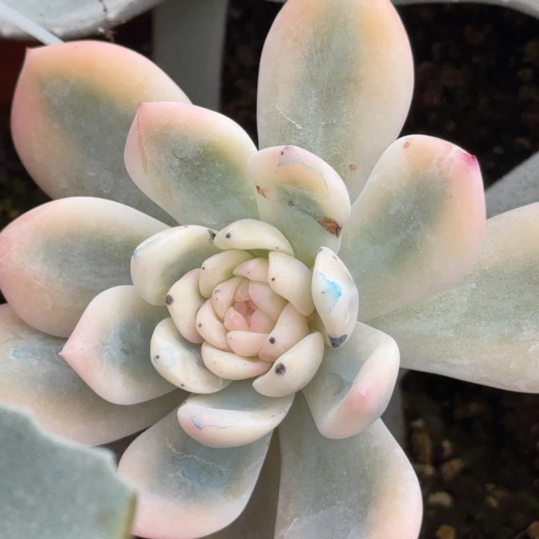 东***烨橙梦露 宽锦安吉园艺