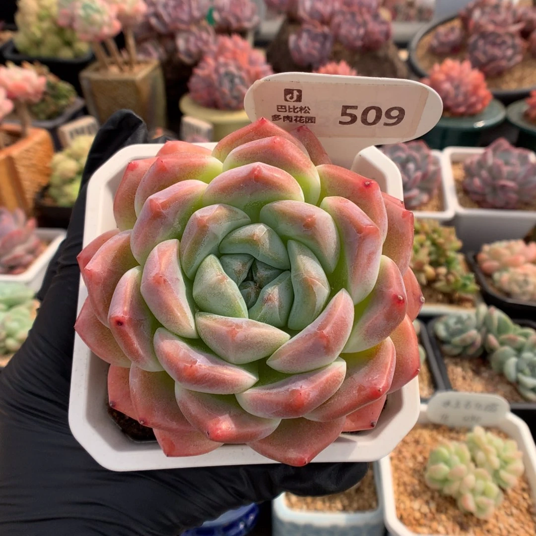 509 糖心b06多肉