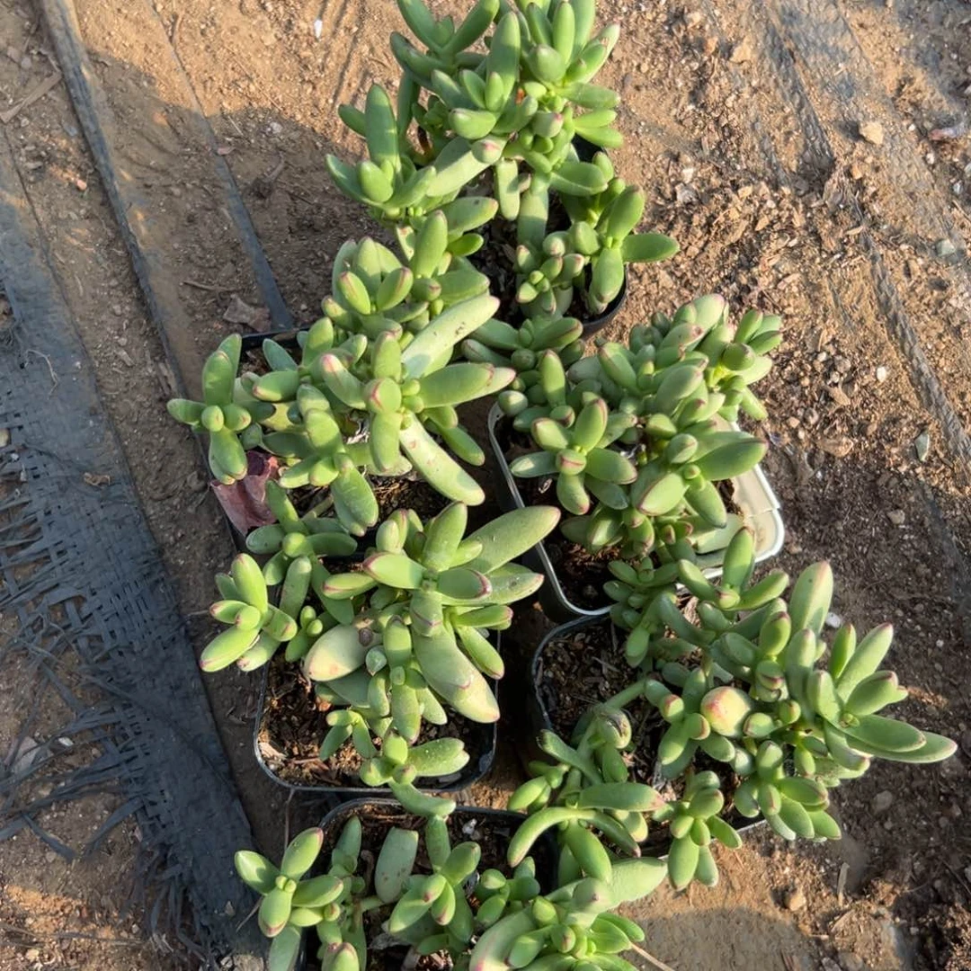 多肉植物中央音乐学院