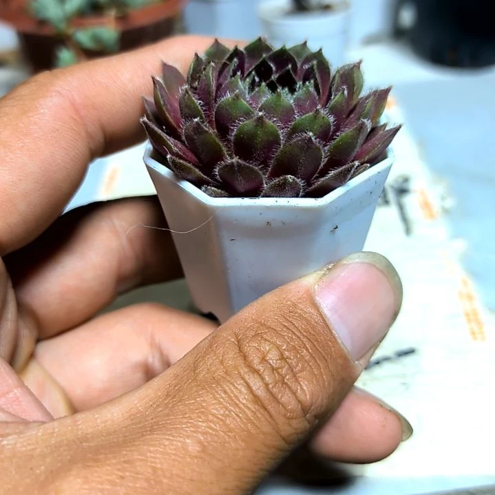 满9元包邮，，紫牡丹八角盆