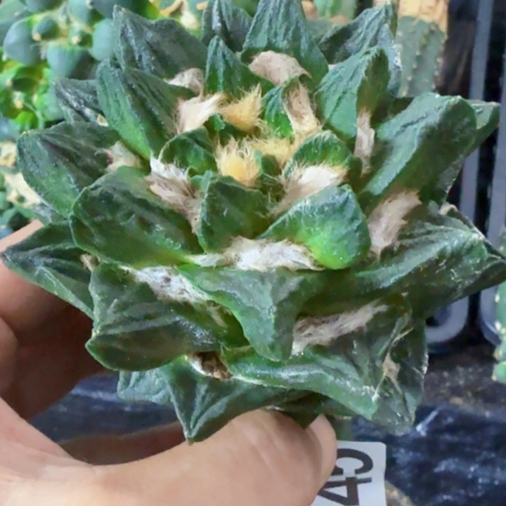 鹧***菜无花朵苗接大尤龙角945