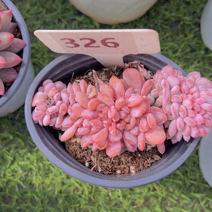 健健康康平平安安