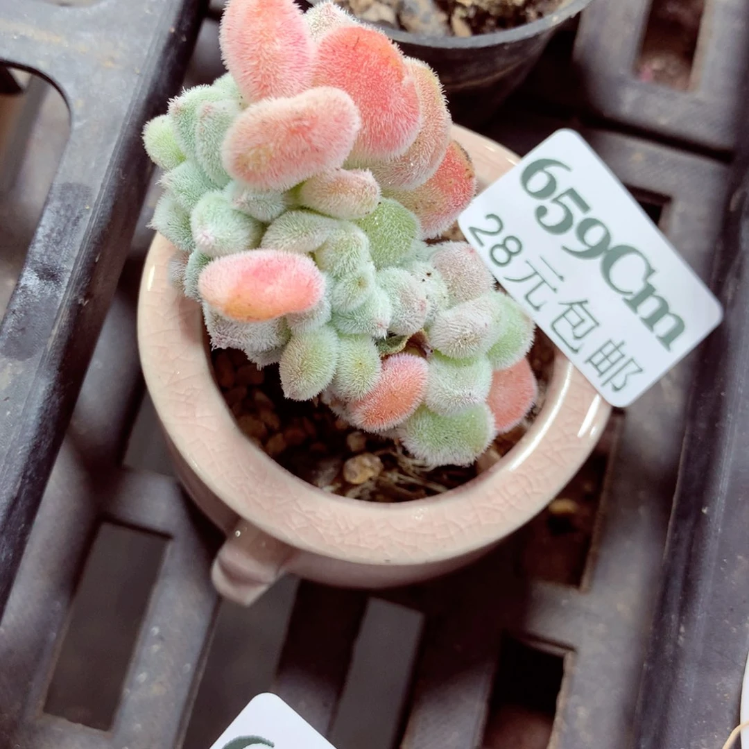 5厘米盆精控多肉659