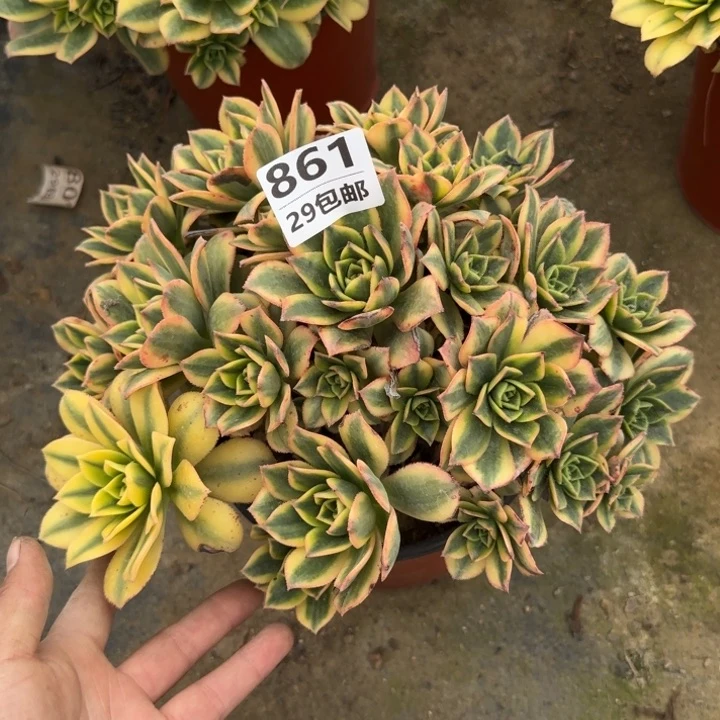用****5星爆……多肉植物……