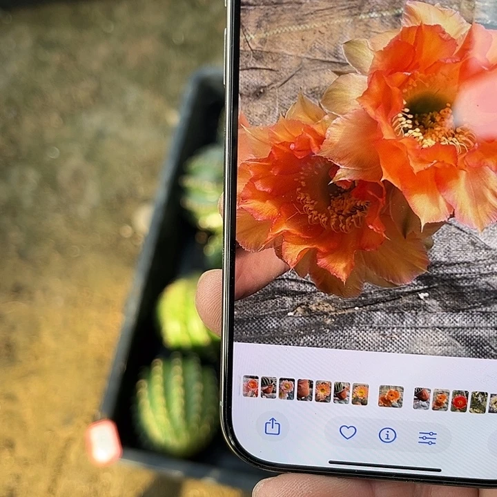 仙人球彩草歪G511