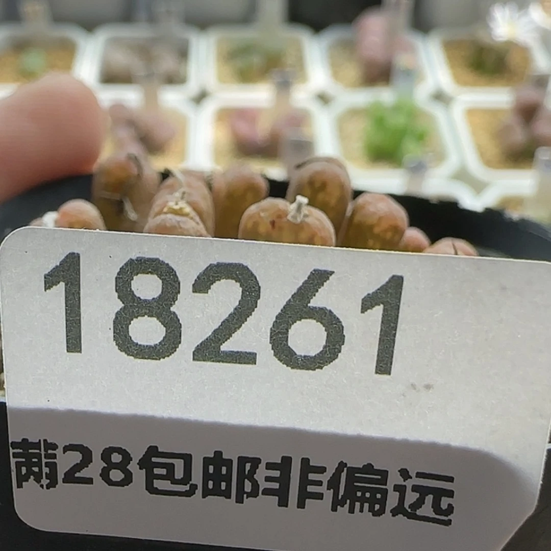 【闪购商品】沫*18261