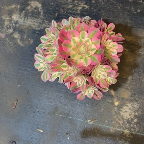 粉女巫13多肉植物法师