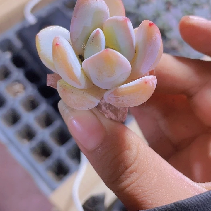 100精品香雪2颗一组