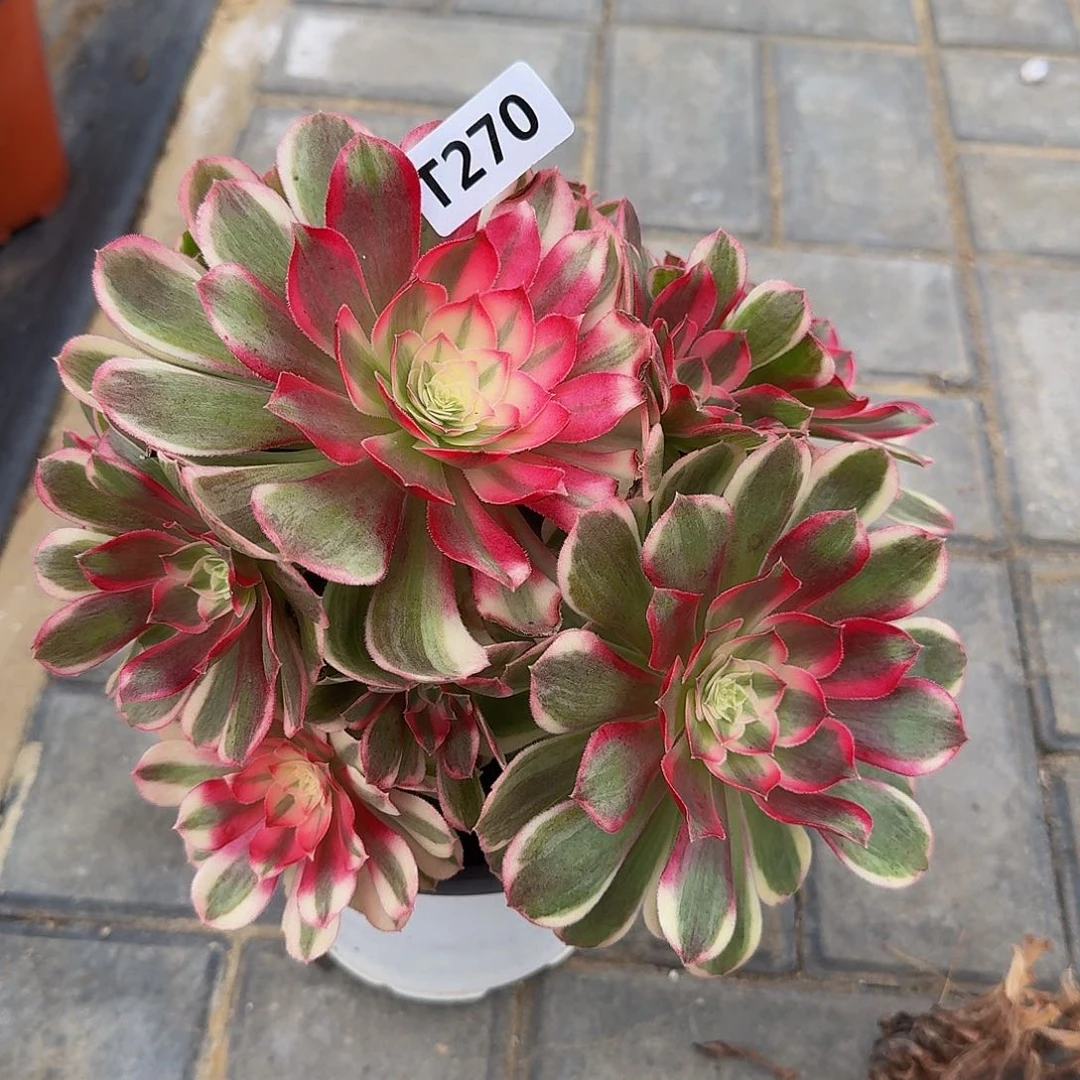 270孔雀翎4444不周正冠服20左右