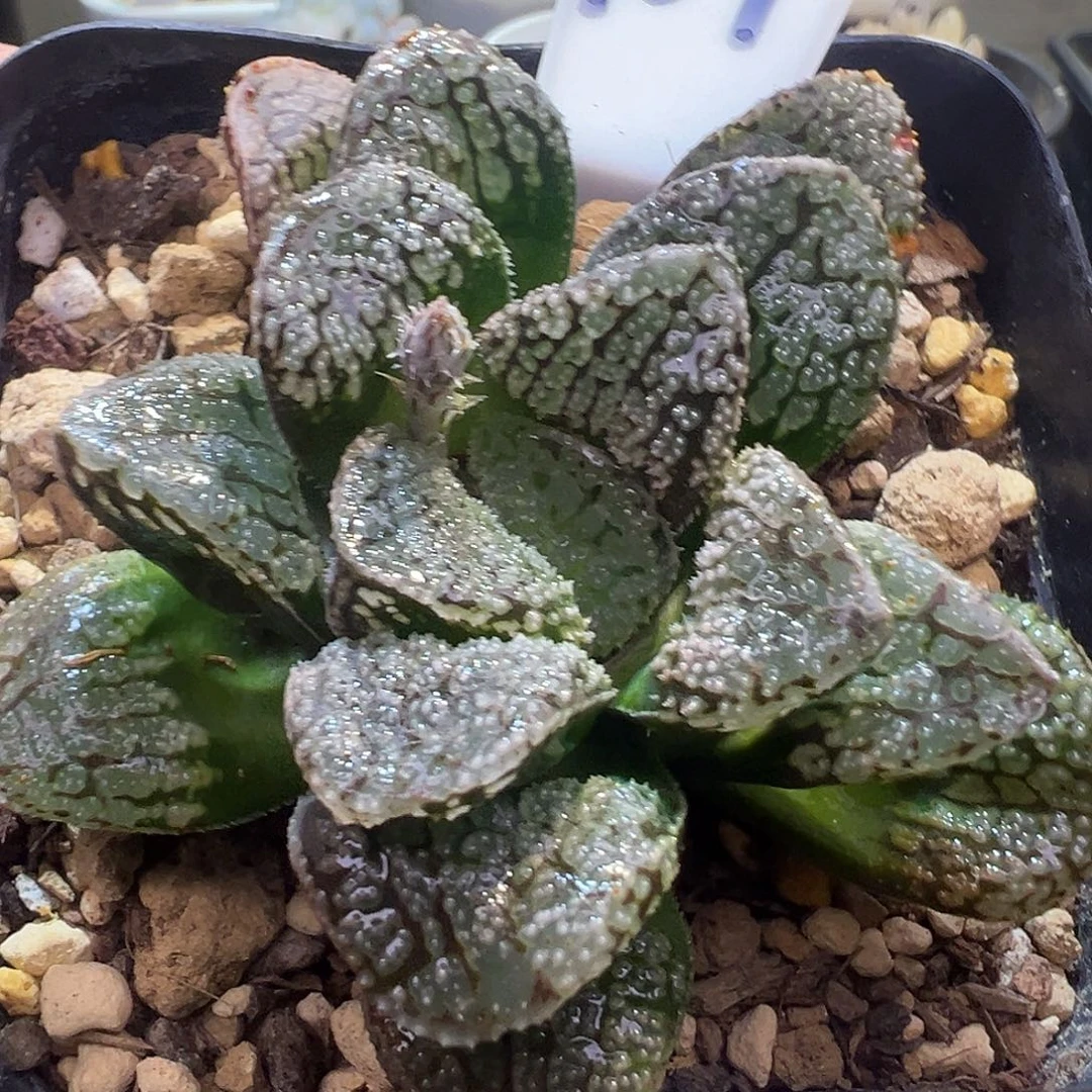 101摩多母本特选福利