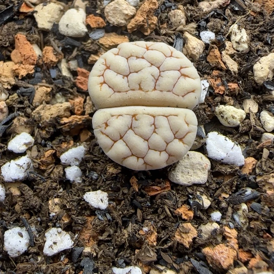 046 生石花大棚直播