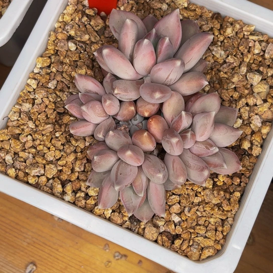 2504号晚上多肉植物群生多肉